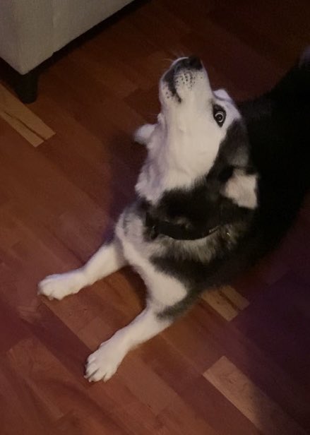 roen_real's tweet photo. @Dykamite bark https://t.co/ncNsyl2tkR