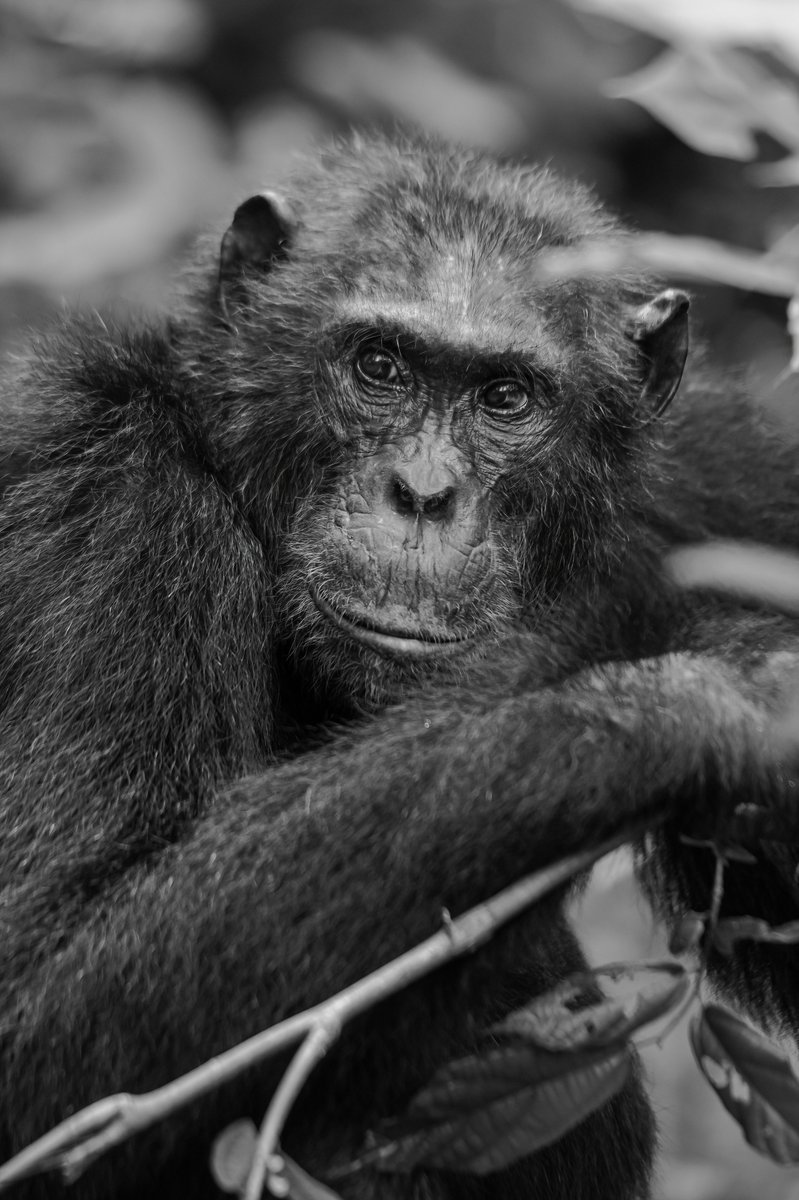 Chimpanzees share about 98% of their DNA with humans, making them our closest living relatives.
🐵Kyambura Gorge | Uganda
#chimpanzeewatching #chimps #iamnikon #endangered #chimpanzee #monkeylover #animalsoftheworld #africanamazing #bbcearth #africageographicmagazine