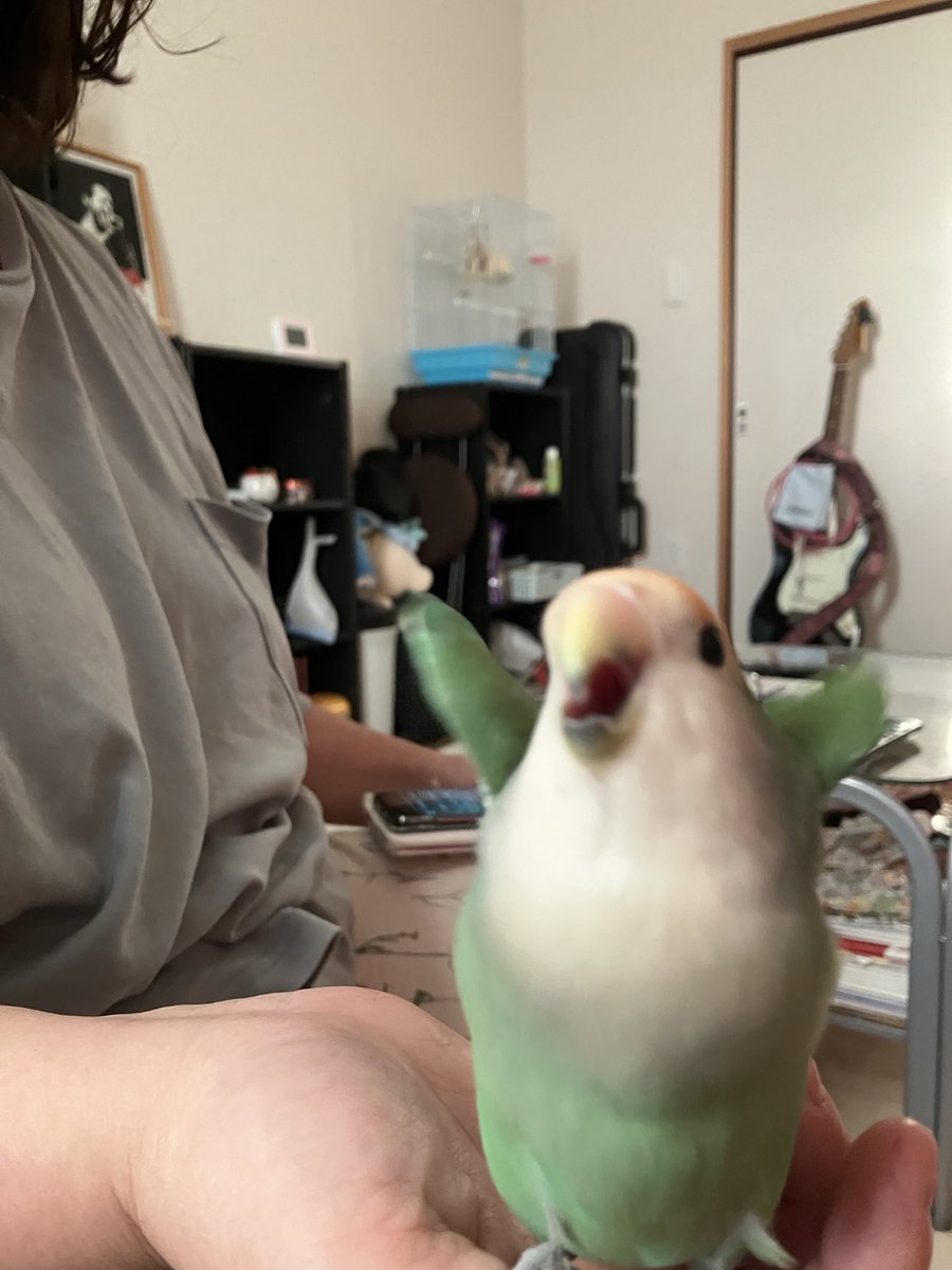 帰らされると聞いて猛抗議🐦