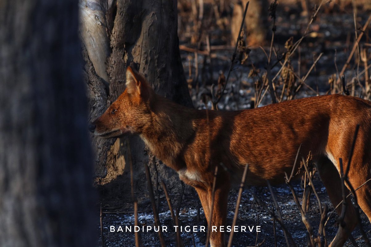 Bathed in sunlight, the wild dog embraces the warmth of the morning rays.
