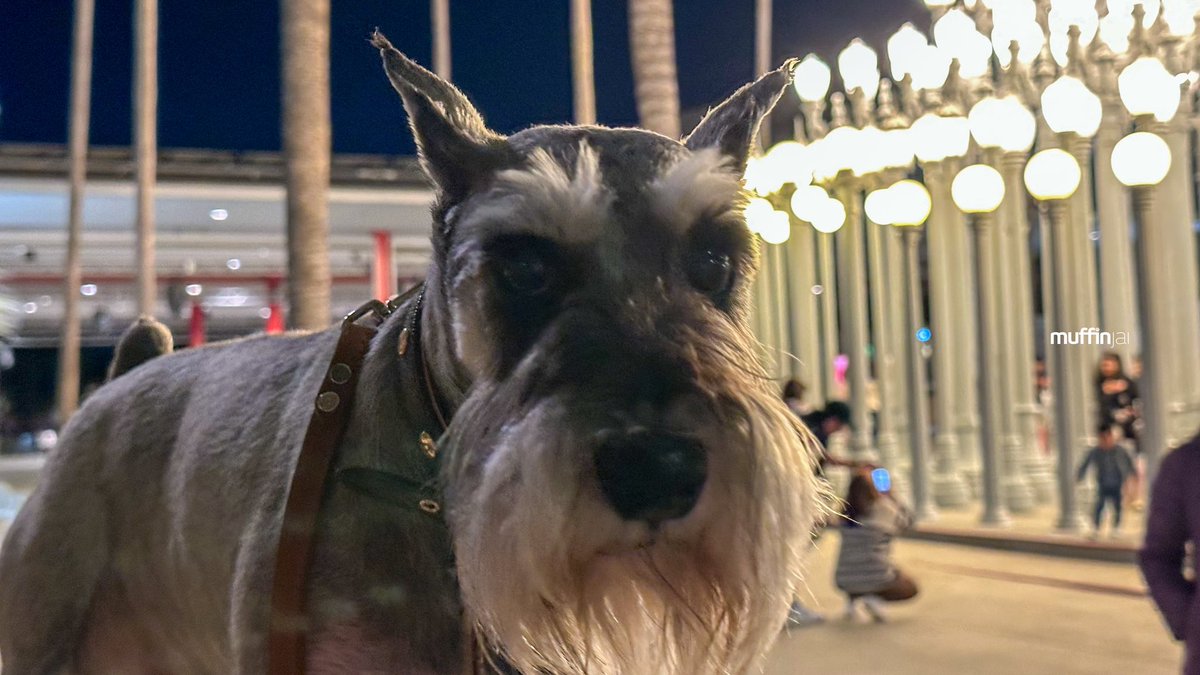 muffinjai's tweet photo. #UrbanLight is an installation by artist Chris Burden, who collected the lamp posts over many years, most of them originating from a wide swath of Southern California urban settings. π‘@lacma π΄πΊπΈ #PublicArt #LosAngeles πΆπΎ #DogsOfLosAngeles #DogsOfSoCal #DogsOfCalifornia https://t.co/qUrGCr6w6i