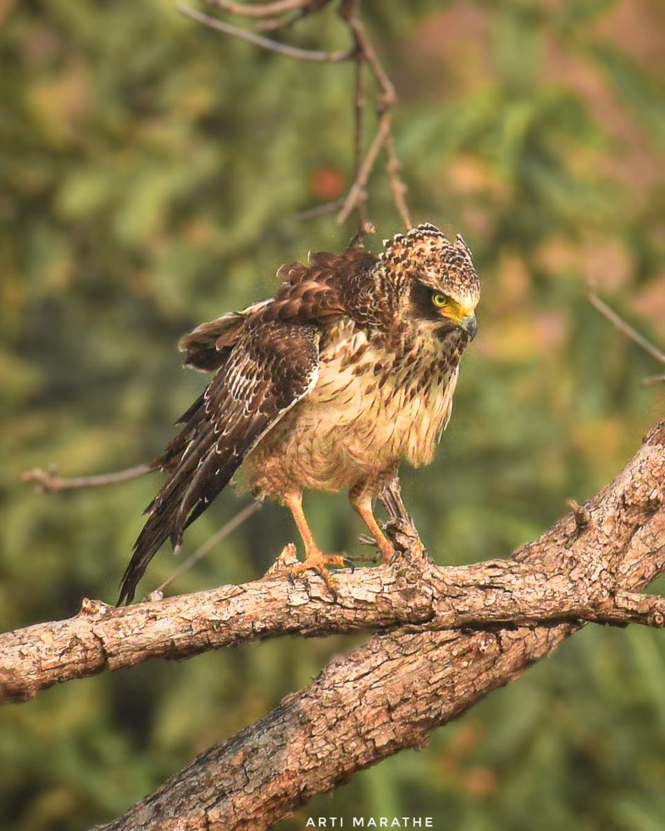 Crested Serpent-Eagle #indiaves #BBCWildlifePOTD #thephotohour #birdwatching #natgeoindia #birdphotography #wildlife #birds