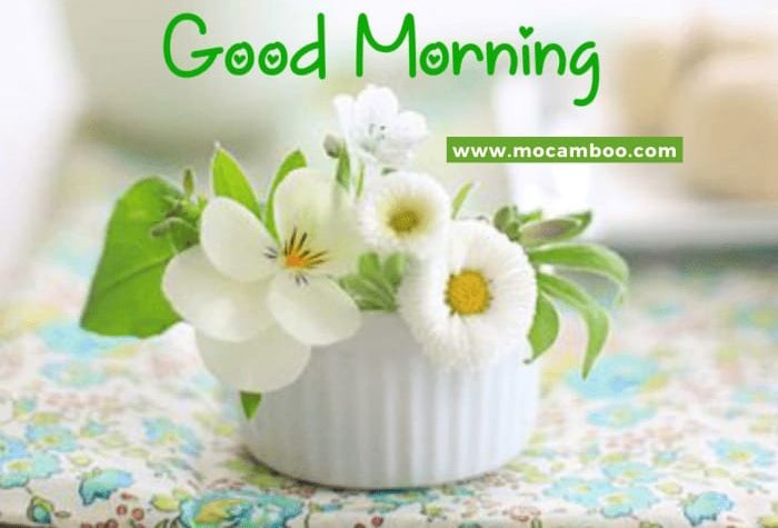 haniya243789's tweet photo. الســـــلام علیـــــکم۔۔۔۔!!❤️
صبـــح بخـــیر۔۔۔۔!!🌼 https://t.co/CupzCCageO