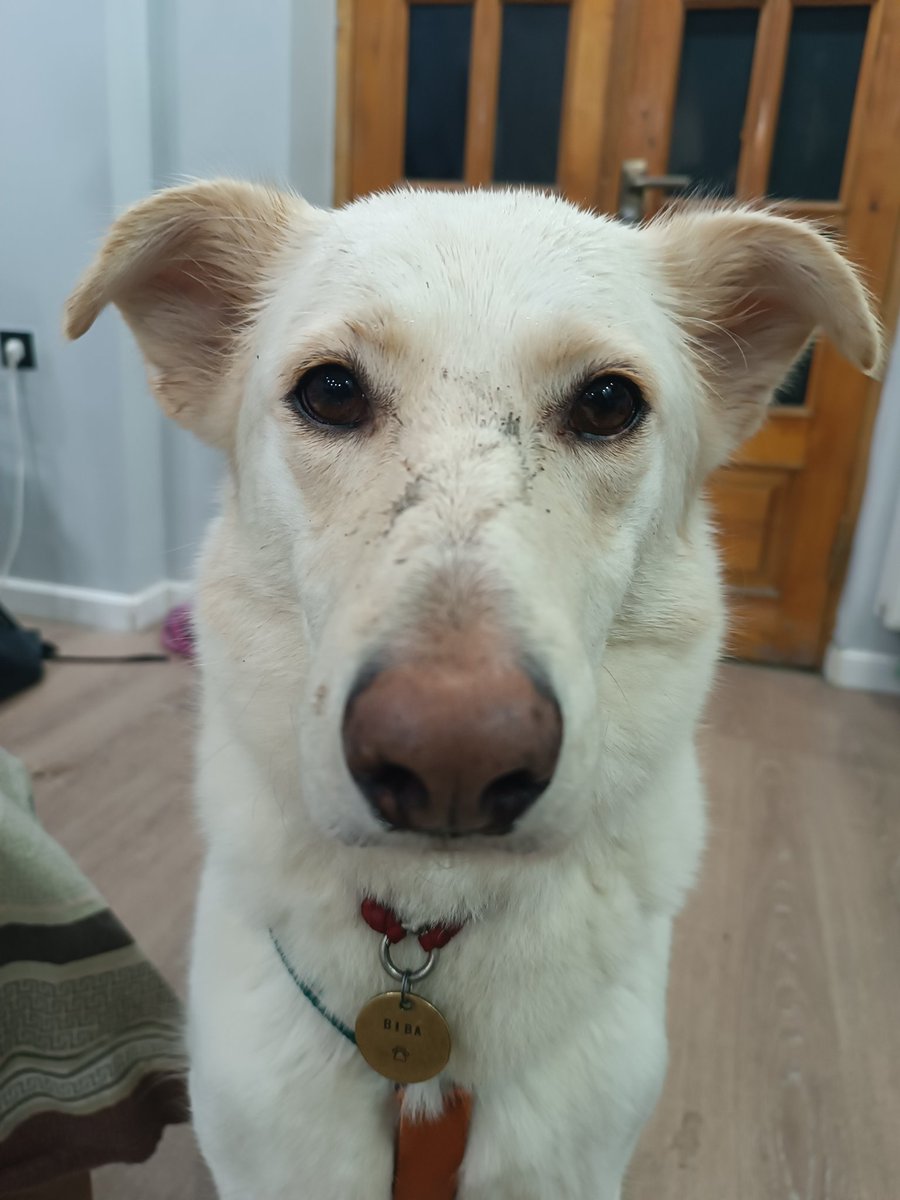 Испачкався