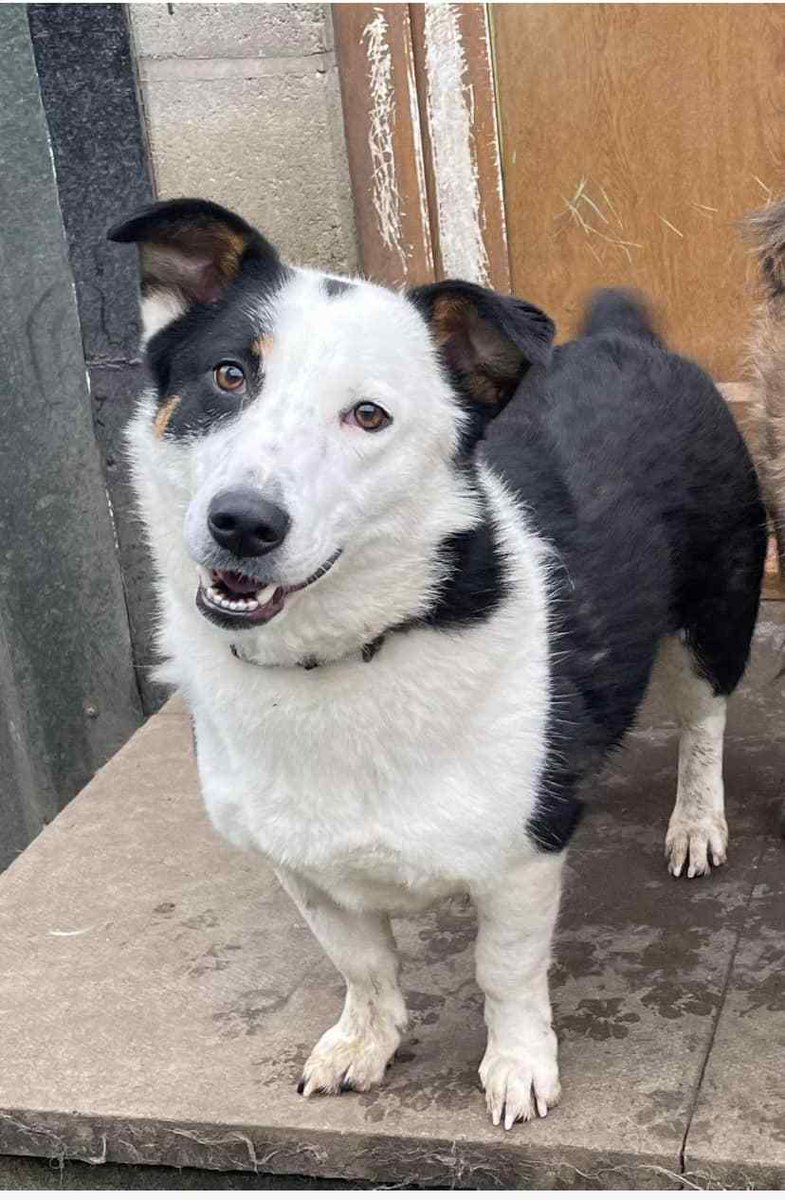 My name is Siri and I was supposed to be collected from the kennels last week but my new family never showed up 😩 I don’t know why.

Would you please help me find a family who will be there for me? I’m around 3 years old and very friendly. 🐾🐕
pawprints2freedom.co.uk/adopt