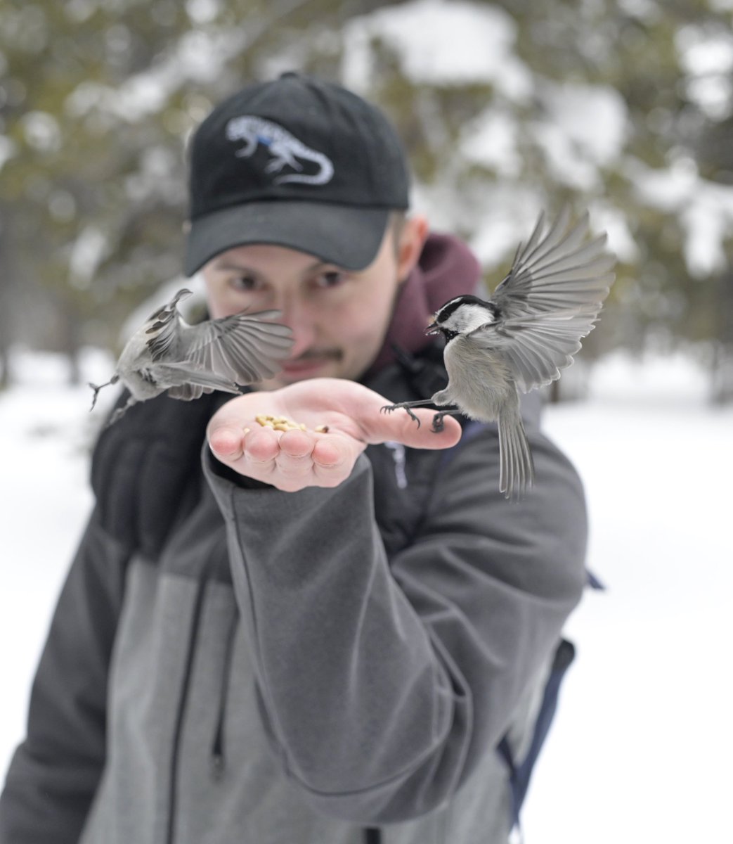 Guillermo Garcia Costoya (@ggcostoya) on Twitter photo While lizards are still brumating, I guess mountain chickadees will do! What an experience! Thanks <a href="/Sonnenbird/">Ben Sonnenberg (he/him)</a> for the tips, guide and amazing photos! While lizards are still brumating, I guess mountain chickadees will do! What an experience! Thanks <a href="/Sonnenbird/">Ben Sonnenberg (he/him)</a> for the tips, guide and amazing photos!