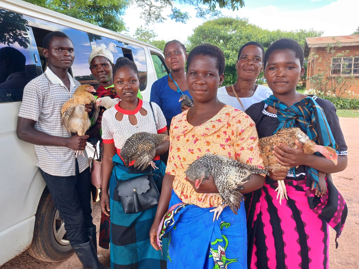AWILI016's tweet photo. As Malawi continues to get few rains due to Climate change. At #AWILI we are cushioning our farmers with livestock (chicken) farming as an off-farm activity/SME. Happy to see 1,452 women and youth farmers accessing F1 Kuroiler chickens. https://t.co/XHzSbmzaj1