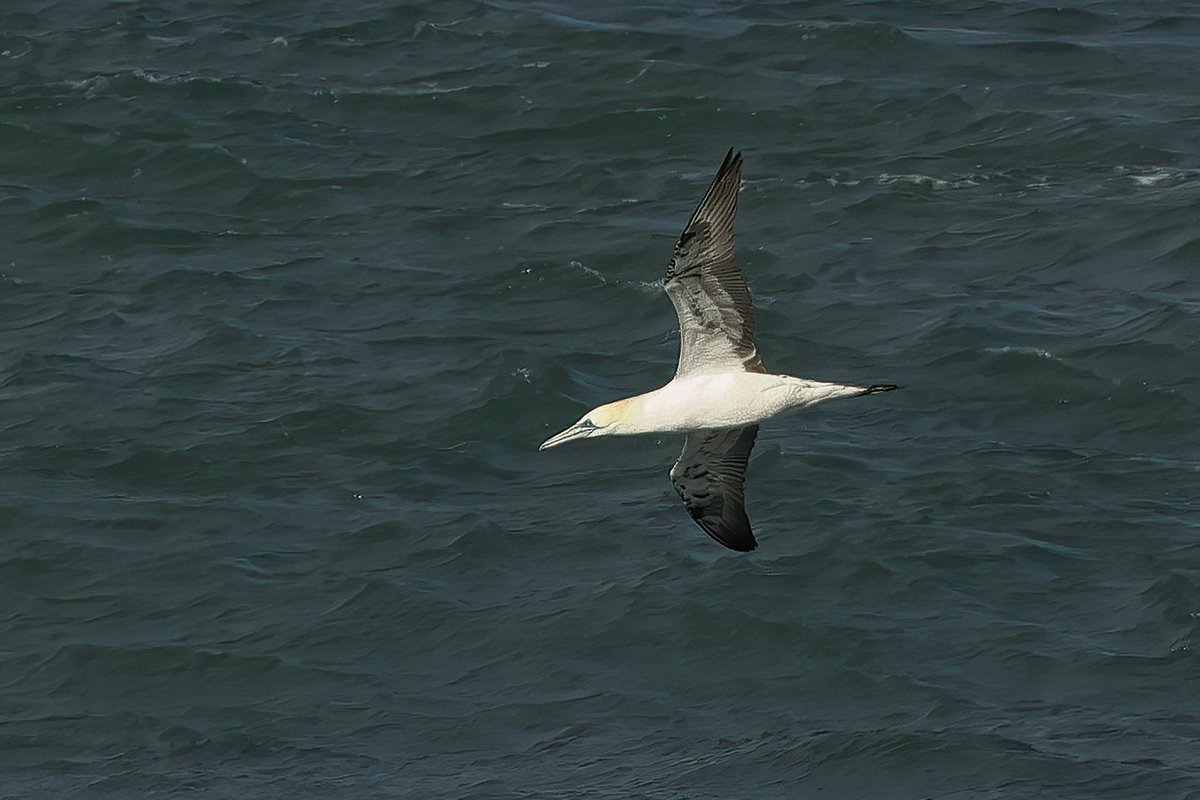 Gannet
#strumblehead @VisitPembs