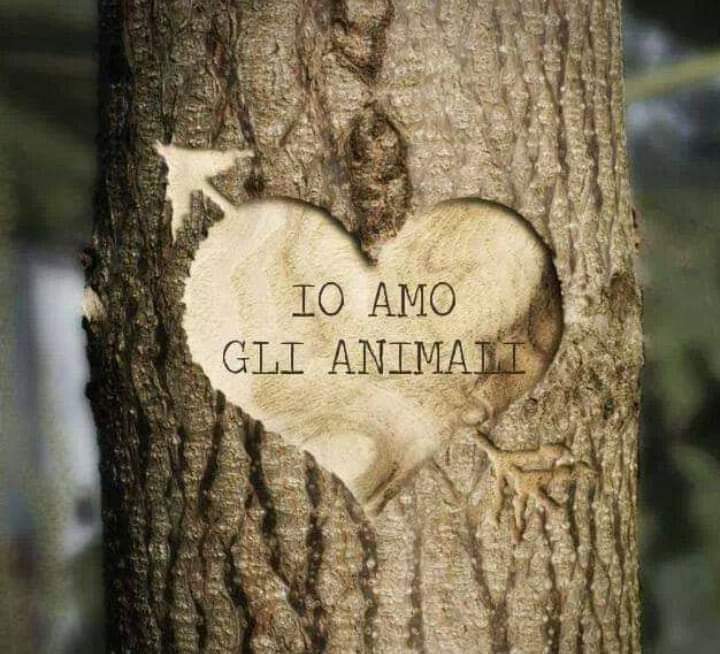 tiziana_55's tweet photo. Buongiorno a tutti 🥐☕️ Buon inizio settimana 🫂🐾🐶😘🥰🌻☘️ https://t.co/JuW8Pllqad