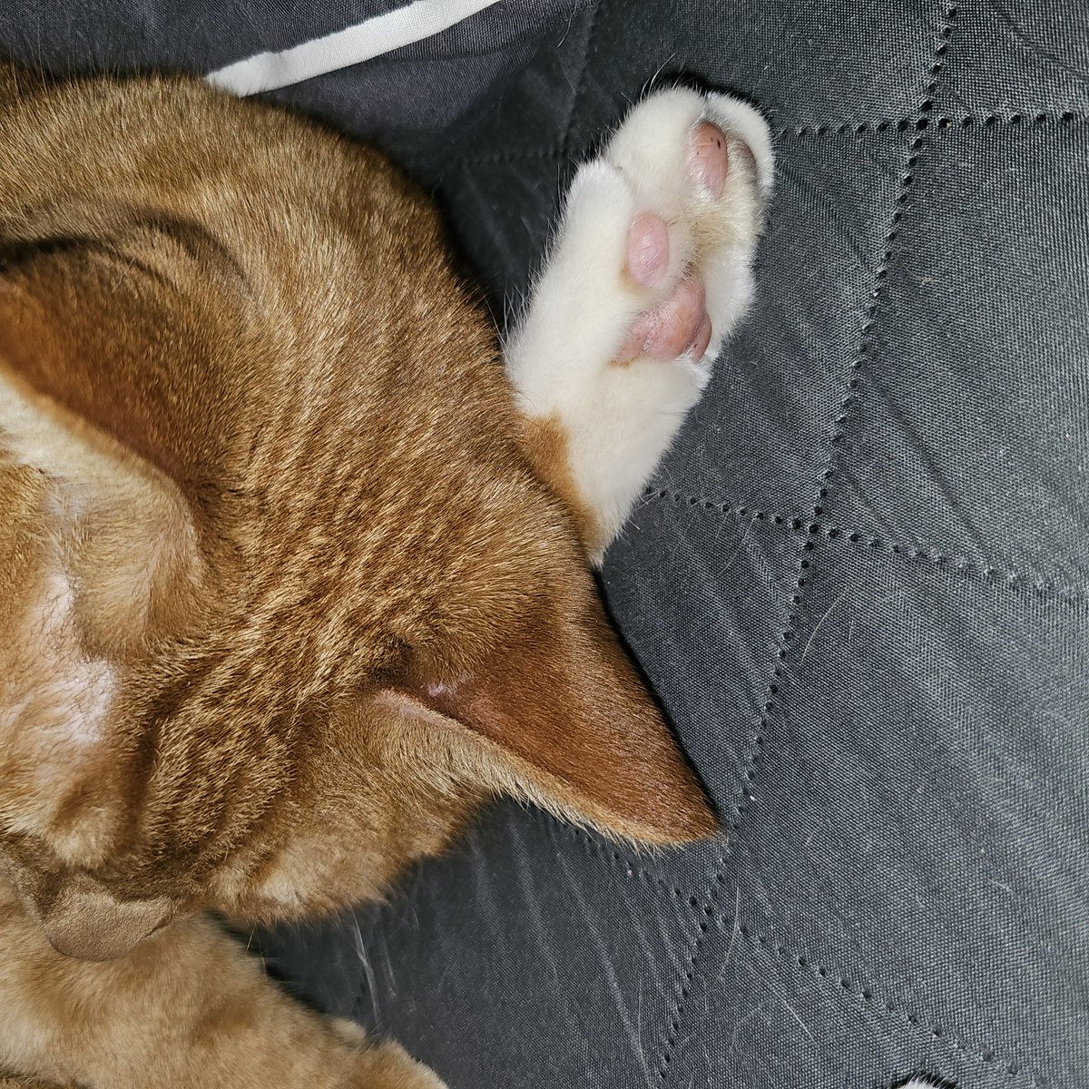 잠 자고 있는 고양이 
저요~