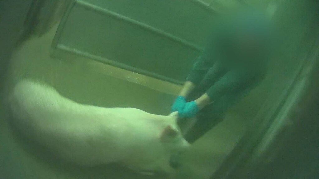 Onthuld: deze slachthuizen gingen in de fout rtlnieuws.nl/onderzoek/arti…