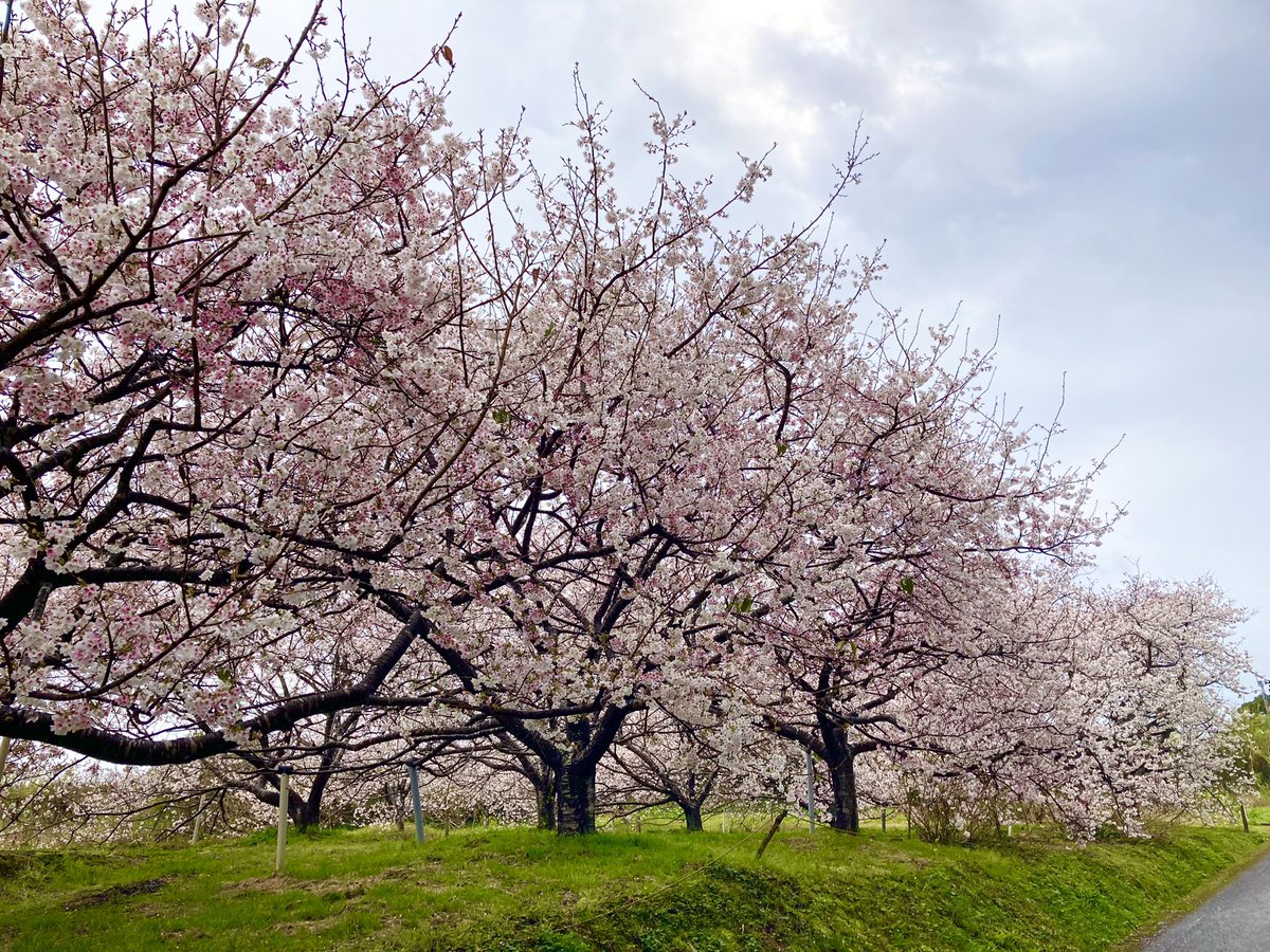 種子島に戻ったら近所の桜スポットが満開でした🌸 #種子島 #種子島の春 #桜開花 #種子島移住 #移住生活