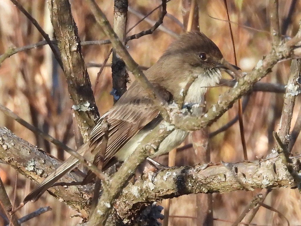 Eastern King Let #GBBC2024 #BirdsSeenIn2024 #Birds #birdphotography Day 3 of GBBC Ruby ...