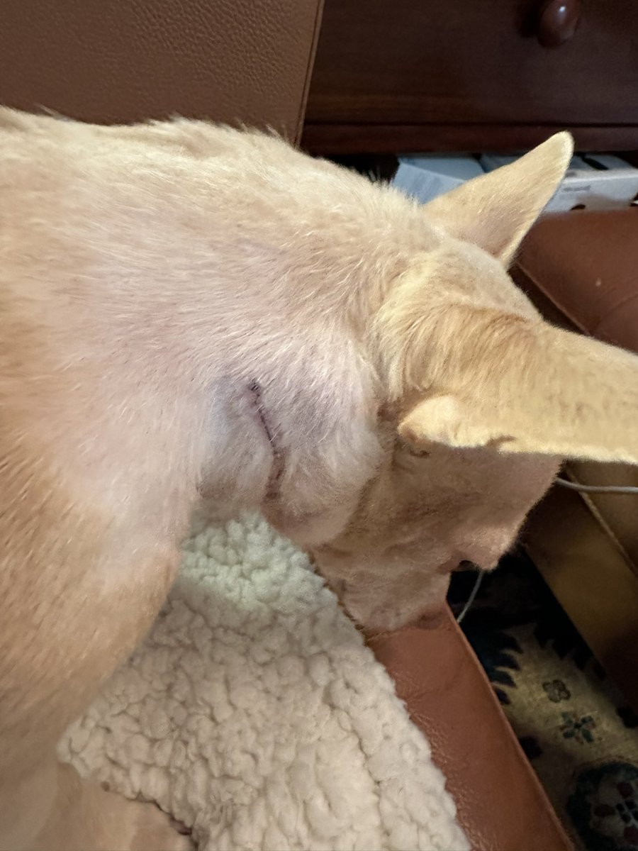 marbarduff's tweet photo. @JackJackJournal JackJack my pacemaker stayed on also The battery should last nearly 9 years Moms giving me lots of snuggles n treats looking out at the snow https://t.co/KLD1HXGCpr