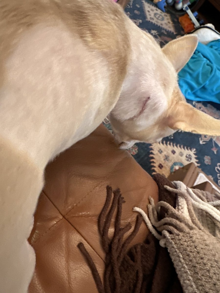marbarduff's tweet photo. @JackJackJournal JackJack my pacemaker stayed on also The battery should last nearly 9 years Moms giving me lots of snuggles n treats looking out at the snow https://t.co/KLD1HXGCpr