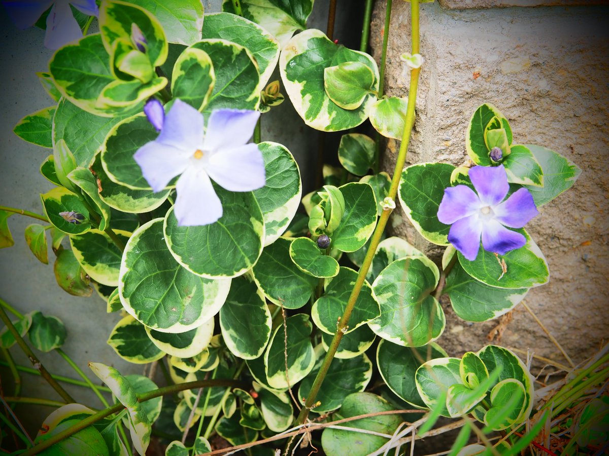hibinoshiori_'s tweet photo. snap

OLYMPUS PEN E-P7
LUMIX G 42.5mm F1.7 ASPH.

#ODMS
#マイクロフォーサーズ
#キリトリセカイ https://t.co/L7IOyU6YME