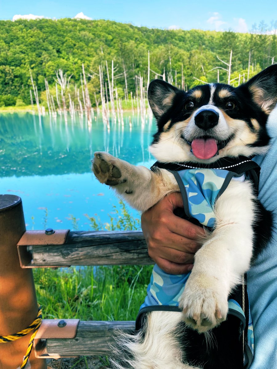 俄（aby_corgi）🐈🐕 tweet media