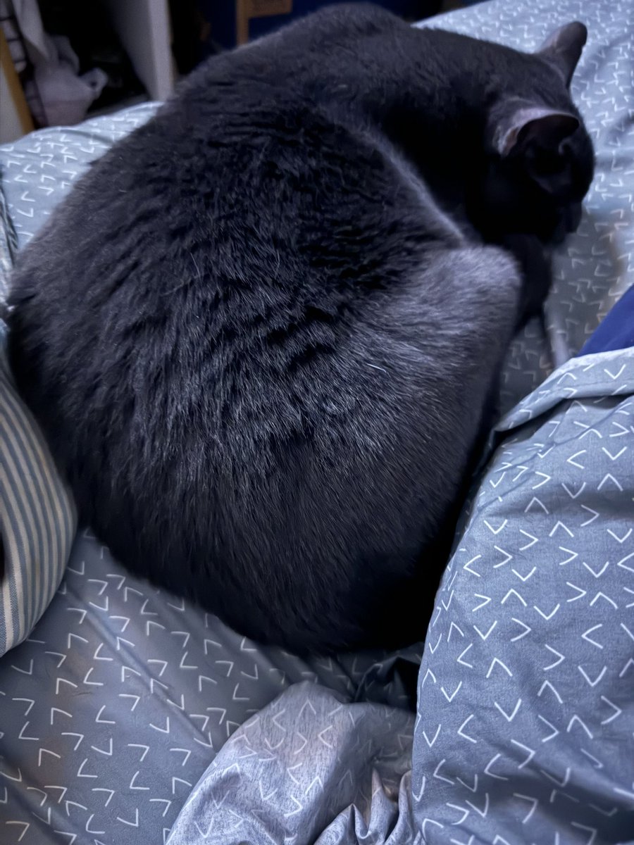 tabinfl's tweet photo. THE CAT WHO IS ON ROTATION ON THE OTHER SIDE OF THE BED TONIGHT JUST POOTED ALSO.

I’d go sleep on the couch, but they would just follow. https://t.co/qER0UAc2sU