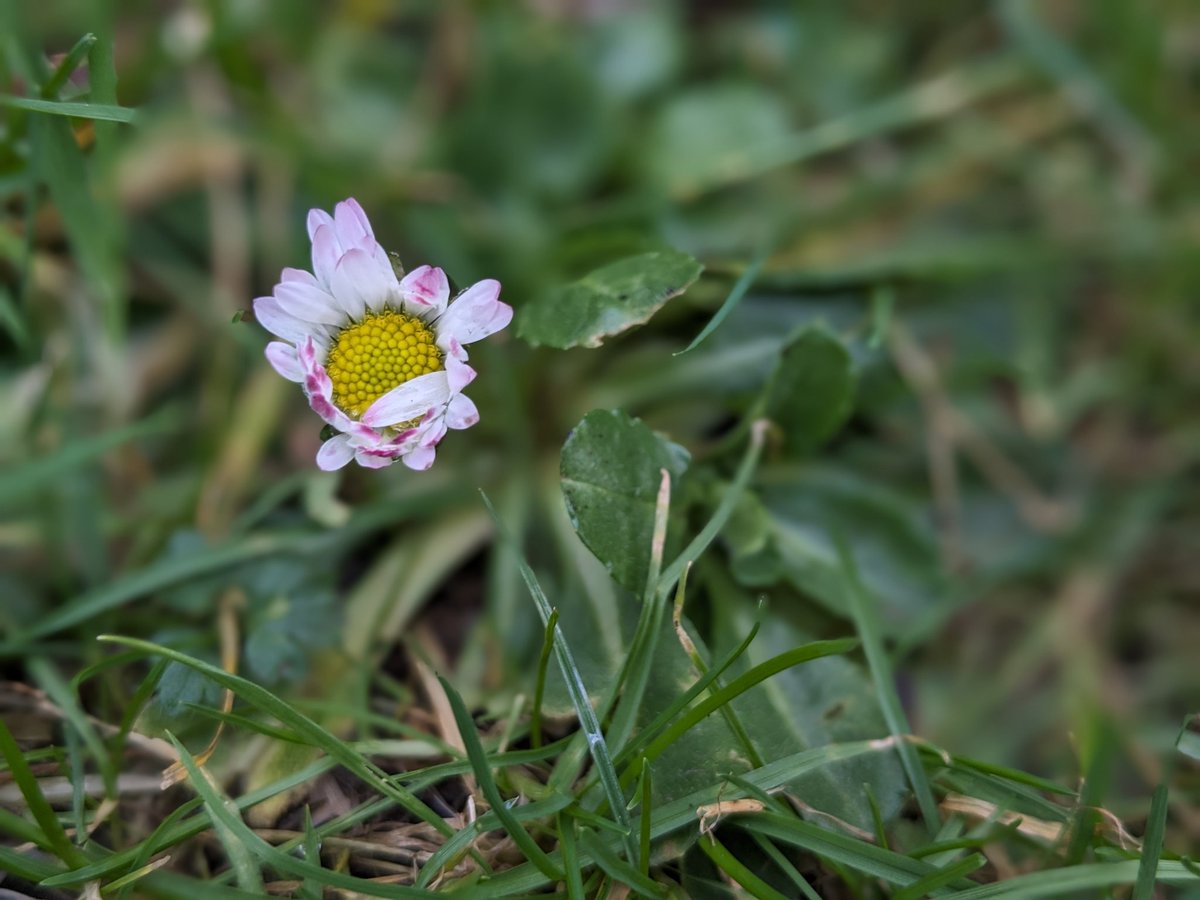 norahmoo's tweet image. Getting down low with Snowdrops. Aren't they simply exquisite. Finding a daisy blooming alongside Snowdrops in February is very wrong! #FebruaryGarden