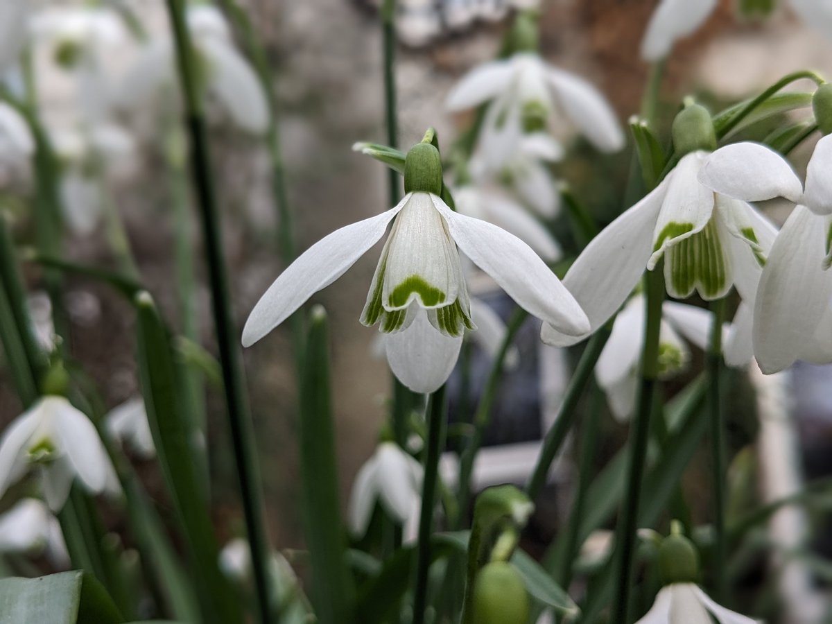 norahmoo's tweet image. Getting down low with Snowdrops. Aren't they simply exquisite. Finding a daisy blooming alongside Snowdrops in February is very wrong! #FebruaryGarden