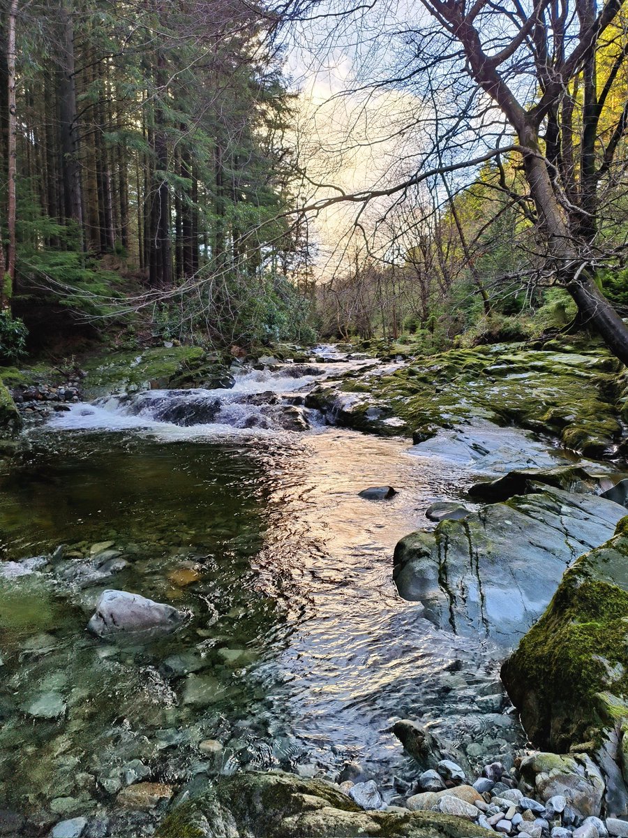 Some Tollymore Forest for your Monday Morning 🩵💚🤎 @WeatherCee @angie_weather @WeatherAisling @geoff_maskell @Louise_utv @barrabest @bbcniweather @itvweather @AimsirTG4 @visitmourne @Mournelive @ThePhotoHour @StormHour