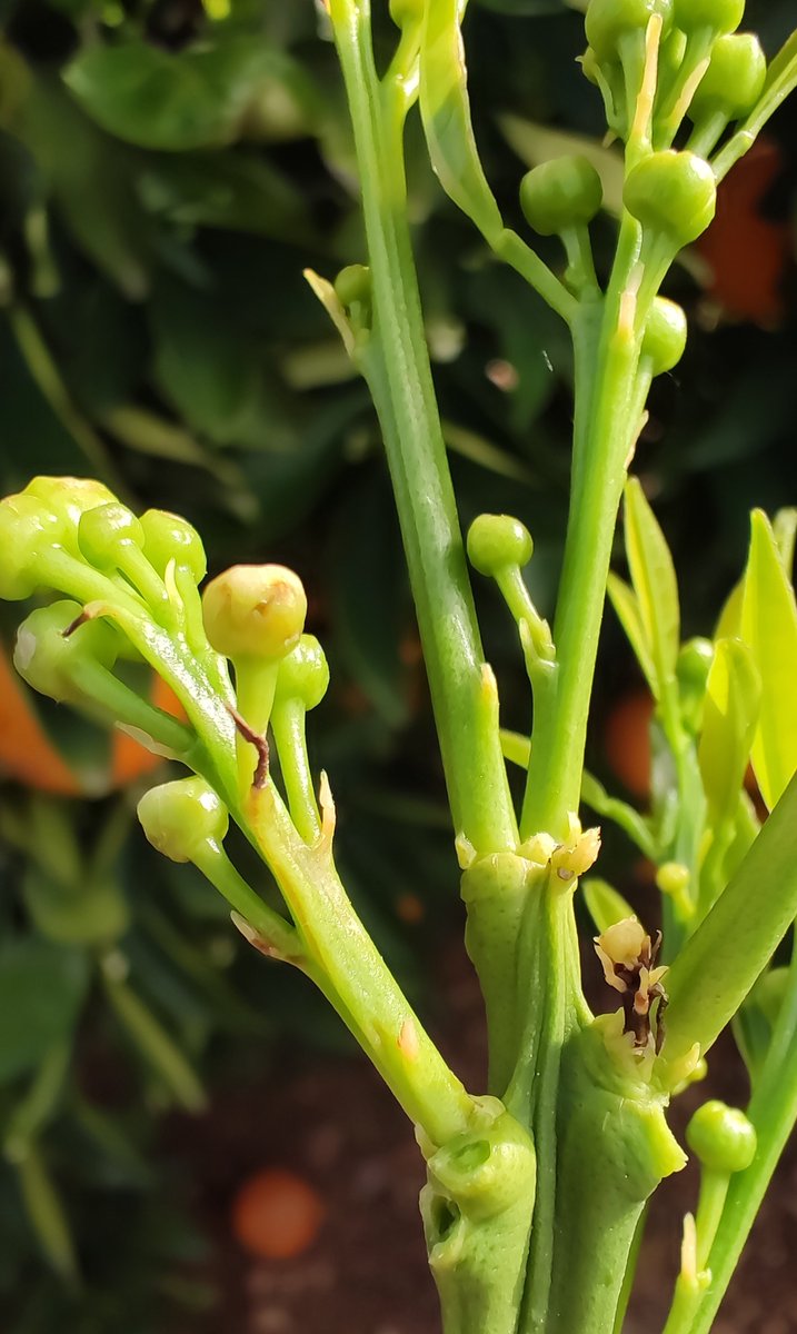 RAIF_noticias tweet media