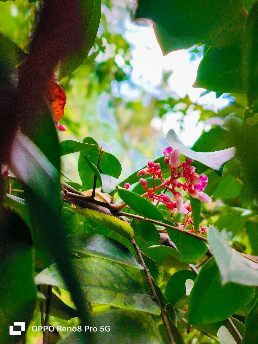 MohaRadhu1's tweet photo. @oppo Hi! @oppo I'm A Mobile Photographer I Captured This Pics With #OppoReno8Pro
I Hope To Win The Beast Of Mobile Photography #OPPOFindX7Ultra
It Will Be A Great Motivation For Me... #OPPORecaptured #OPPO
#ShotOnOppo #OPPO 
Better Focus Range 
Pic : 24 https://t.co/yzqwzhxXq1