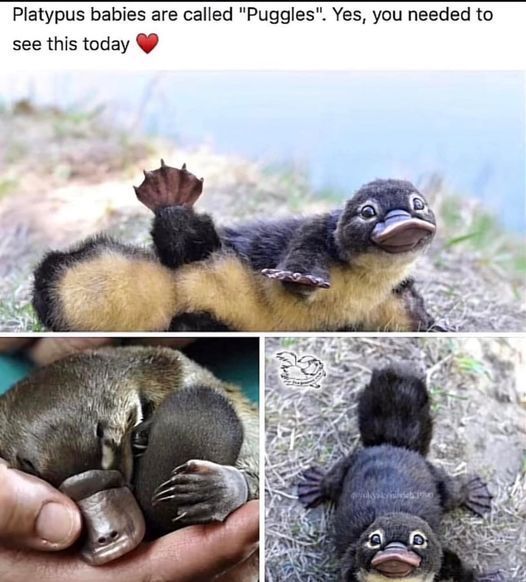 WholesomeMemes (@wholesomememe) on Twitter photo 