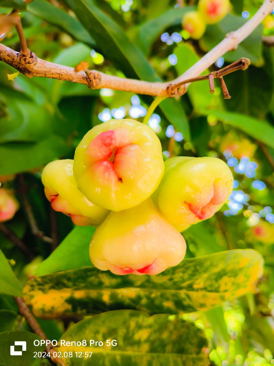 MohaRadhu1's tweet photo. @oppo Hi! @oppo I'm A Mobile Photographer I Captured This Pics With #OppoReno8Pro
I Hope To Win The Beast Of Mobile Photography #OPPOFindX7Ultra
It Will Be A Great Motivation For Me... #OPPORecaptured #OPPO
#ShotOnOppo #OPPO 
Better Focus 🌺
Pic : 26 https://t.co/AyJXGELjbe