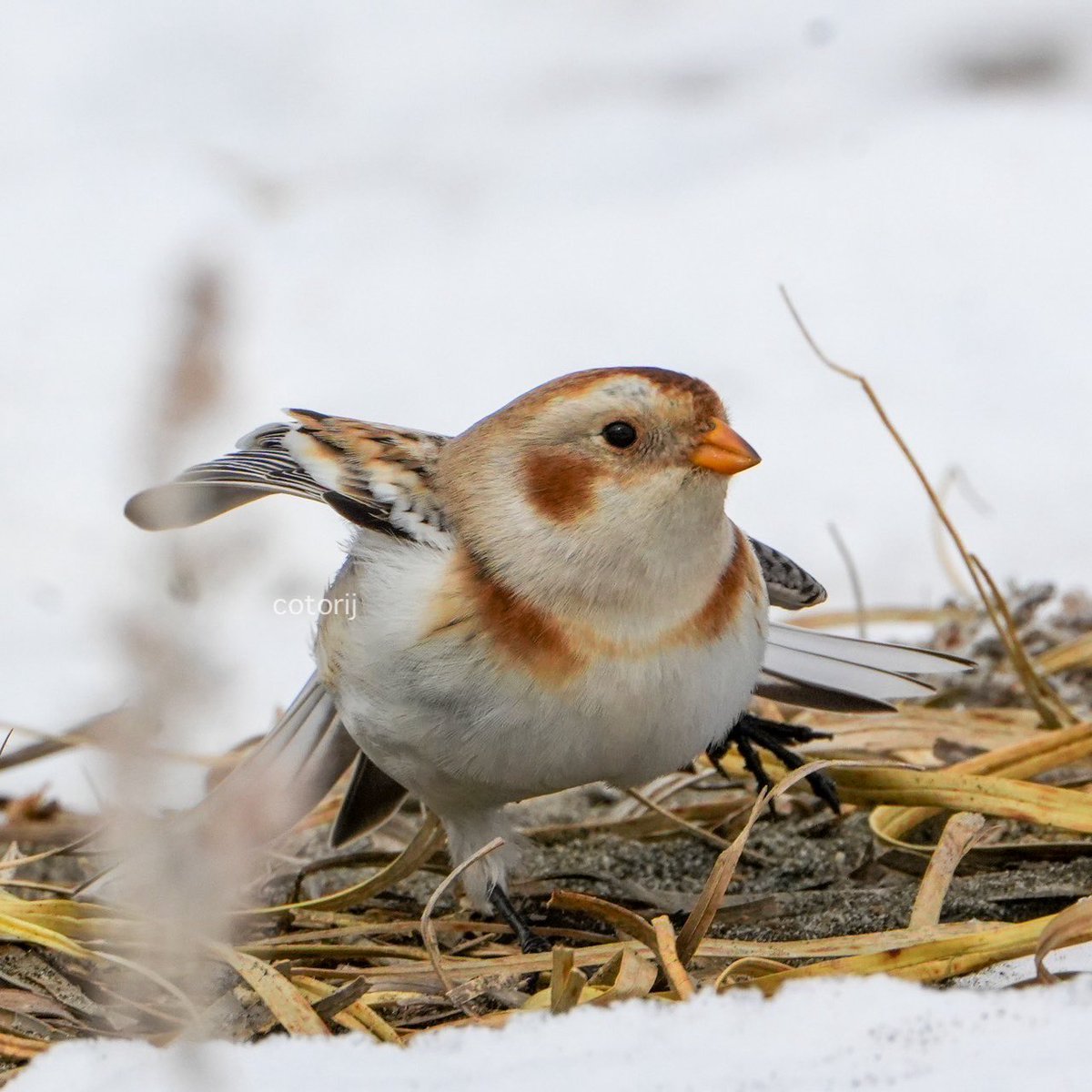 ＃ユキホオジロ
＃SnowBunting