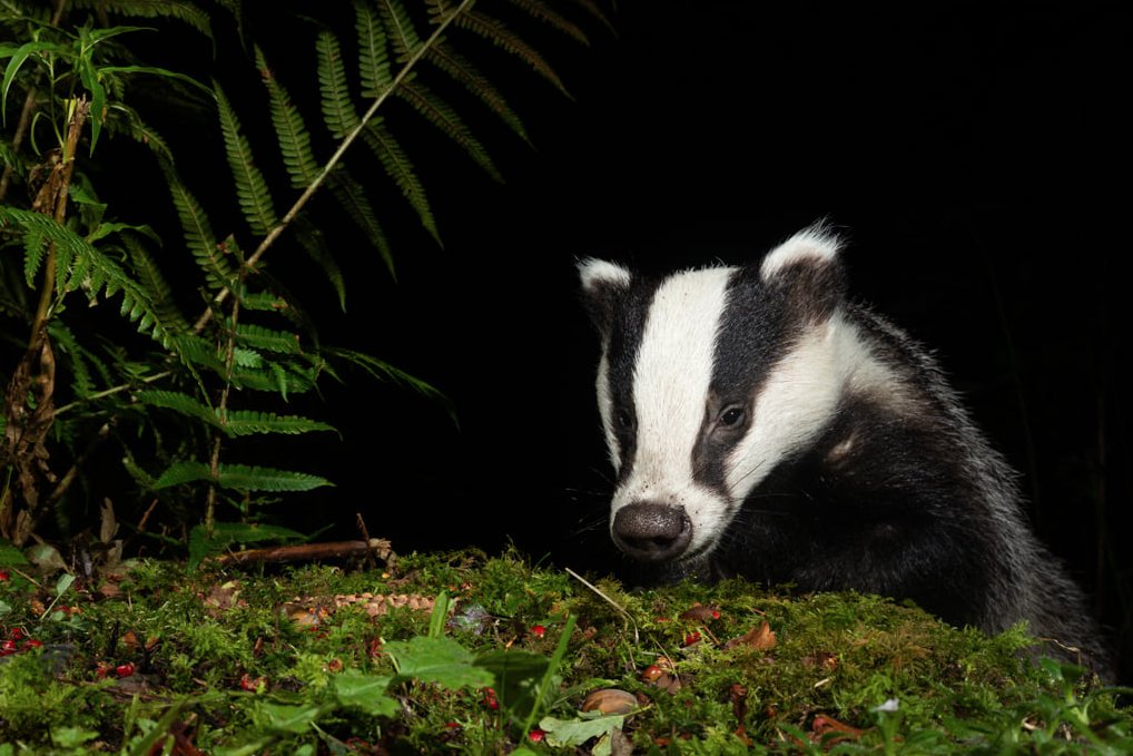 With the government looking to introduce 100% badger culls in certain areas, (see yesterdays post) in an attempt no doubt to win votes. I thought we'd have a week of badgers this week.
#badgermonday