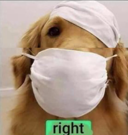 possible_wisdom's tweet image. I just want to live in Pirate Dog world.

#MasksSaveLives