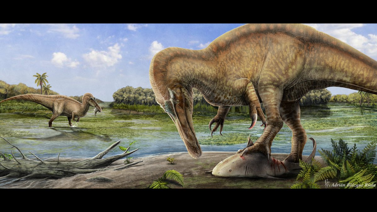 NEW PAPER ALERT¡
Welcome Riojavenatrix lacustris the new spinosaurid from La Rioja, Spain. Delighted to actively collaborate on this with my paleoillustration for this new species
academic.oup.com/zoolinnean/adv…