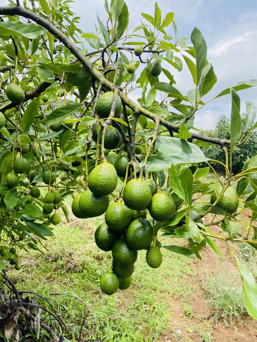 Avocado farming is the most profitable farming right now… A well mature tree can produce up to 120kg’s per season 🥑🥑🇹🇿🇹🇿