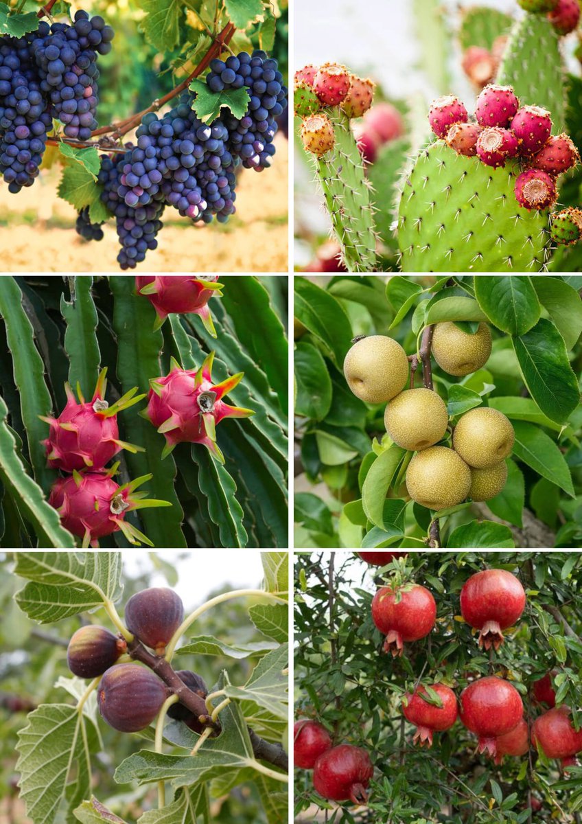 demi_farm's tweet photo. Fruit Trees That Can Tolerate Drought
-Almonds, figs and olives are the most drought tolerant.
-Apples, cherries, apricots, pears and plums are somewhat drought tolerant.
-Nectarines, peaches and citrus need adequate water to survive. https://t.co/WPuvU8W0lV