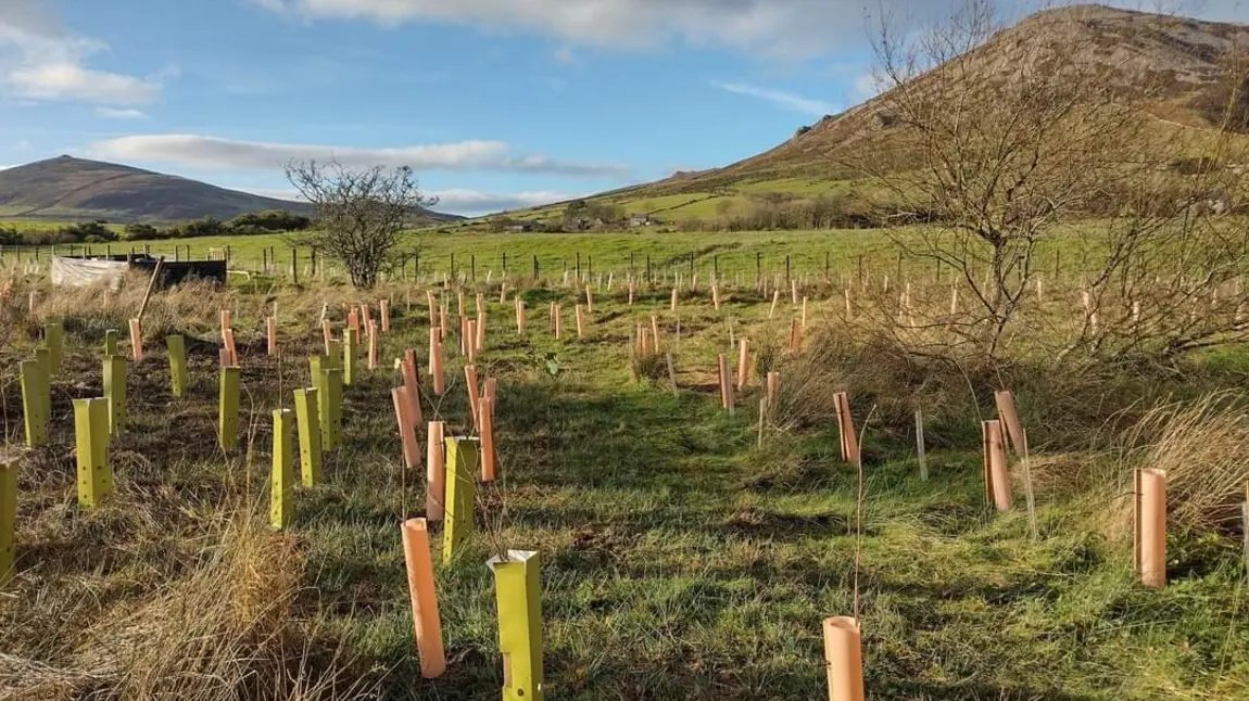 4 Tiny Forests to be created across Wrexham by Wrexham Council with @woodsworkcic The project is funded by the Coetiroedd Bach: Tiny Forests in Wales scheme Work has started on the first site at Ysgol Bro Alun with the other three planting in autumn wrexham.com/news/four-dens…