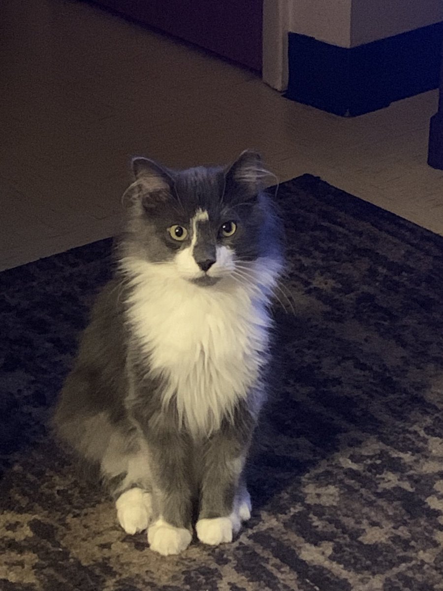 tnhope02's tweet photo. It won’t be much longer until the winners revealed! Please vote for Zorro and donate to a good cause❣️ He’s 14 so help him be #1. Thank You for all your votes❤️ https://t.co/vn8mptbouh https://t.co/XGTUZ9FcM2