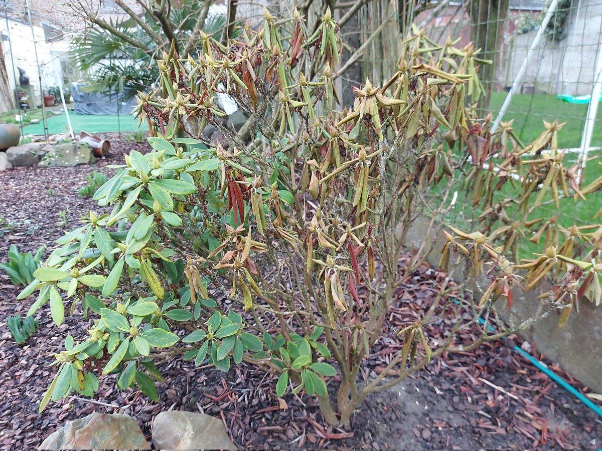 BetVam's tweet photo. Kent hier iemand iets van #rododendrons? Mijn struik ziet er deels kapot uit. Wat moet ik ermee aanvangen? https://t.co/n6VDARwsqf