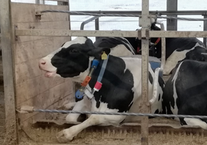 CattleHub's tweet photo. Letzte Woche wurde das CattleSense System bei unserem Projektpartner in Köllitsch getestet. Über den relativen Luftdruck und einen Bewegungssensor sollen Höhenveränderungen, wie z.B. beim Stehen und Liegen, erkannt werden. https://t.co/ETU8Ck7MV8
