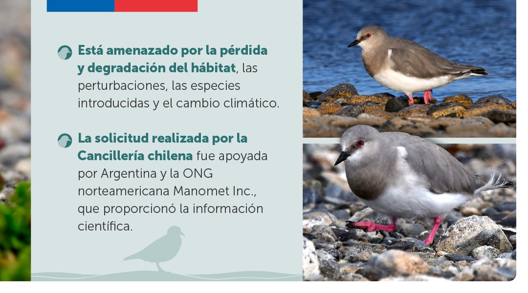 Minrel_Chile's tweet photo. ¡Chile y Argentina avanzan en la protección del Chorlo de Magallanes! 🇨🇱🤝🇦🇷

El ave playera, oriunda de la Región de Magallanes en Chile y las provincias de Tierra del Fuego y Santa Cruz en Argentina, fue incluida como especie migratoria "en peligro" por la Convención de Bonn. https://t.co/sN36sqbuHT