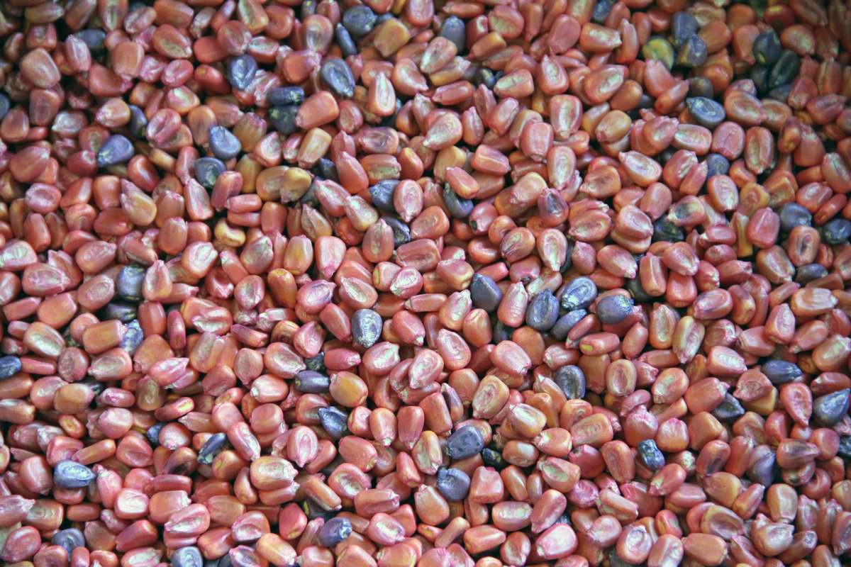 Whats on your seed in 2024? Check out the NEWEST list of seed treatments for corn, soybean, small grains and alfalfa at ipcm.wisc.edu/uw-npm-whats-o… @UWMadisonExt's @badgercropdoc and @UWNPM list fungicide, insecticide and nematicide actives, trade names and use. #AgTwitter