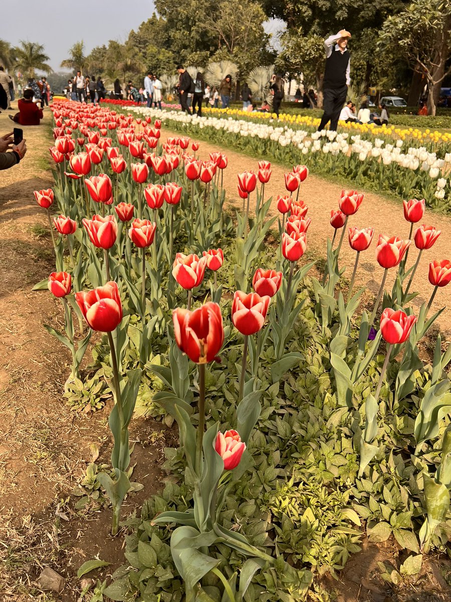 Oh my goodness, these tulips are gorgeous! I can't get enough of them.🌷
#Tulips #TulipFestival