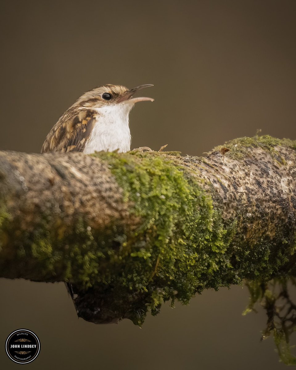 - @JLPhotos83: can you spot the master of disguise? 🌿🔍 This morning at Clough Head, I was treated to a game of hide and seek with this elusive Treecreeper!