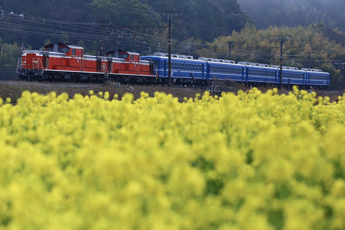試9980レ
重連が牽く乗務員訓練列車。
気候はだんだんと暖かく菜の花に見送られて。

東海道本線 安土〜能登川にて