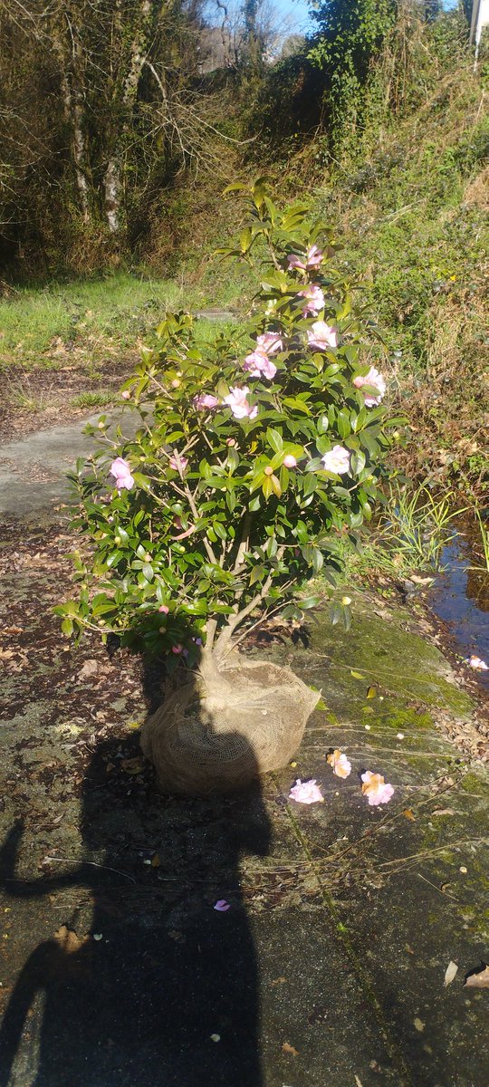 VIVAANTES tweet media