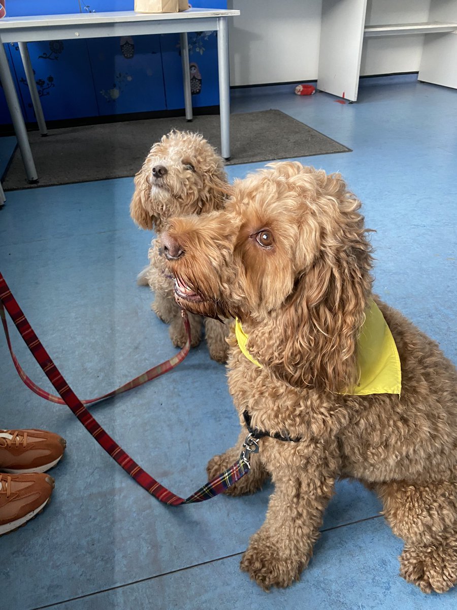 ⭐️ The stars of the day! ⭐️ Pumpkin &amp; Dolly! ⭐️Thank you @jan_shadick for bringing along your perfect pooches! 🐕 🐶 ❤️ #habsconf24