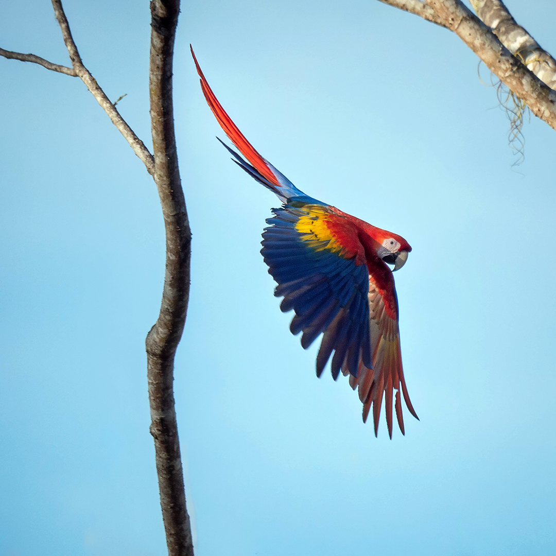 A scarlet macaw flying towards its mate, in Tárcoles, Costa Rica.

#scarletmacaw #macaw #parrot #parrots #animals #animal #nature #wildlife #animalphotography #wildlifephotography #birds #bird #costarica #naturephotography #wildanimals #birdphotography #birdlovers #birding #wild