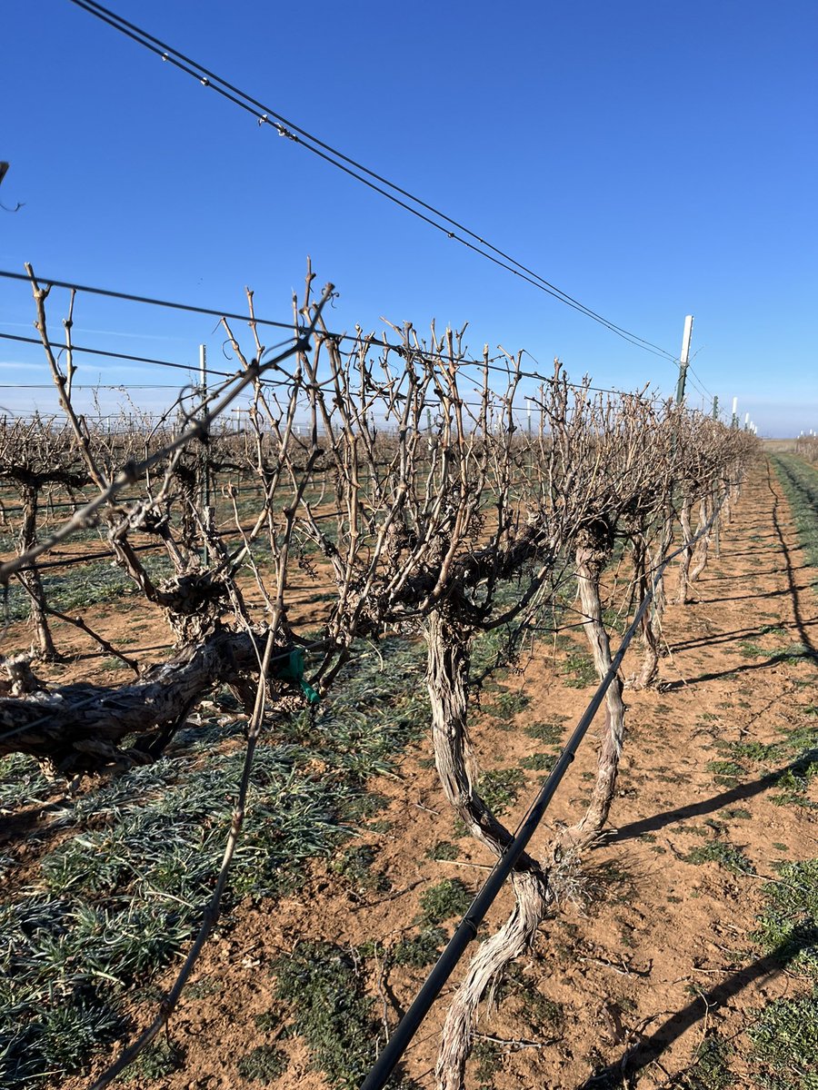 Spent some time on Saturday pre-pruning the Malbec. Once it’s finished, we’ll move to Mourvèdre and Tannat. Merlot is already done! #alwaysworking #vineyard #wine #txwine