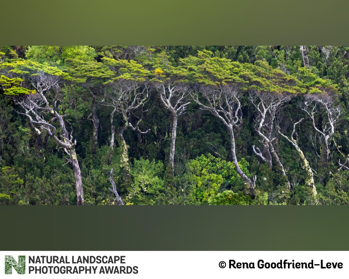 natlandawards's tweet photo. We are back for #ProjectMonday - Here is a fun project of images submitted to NLPA Year 3 by Rena Goodfriend-Leve. Nice work and thanks for entering, Rena! https://t.co/ozrBGKB0jc