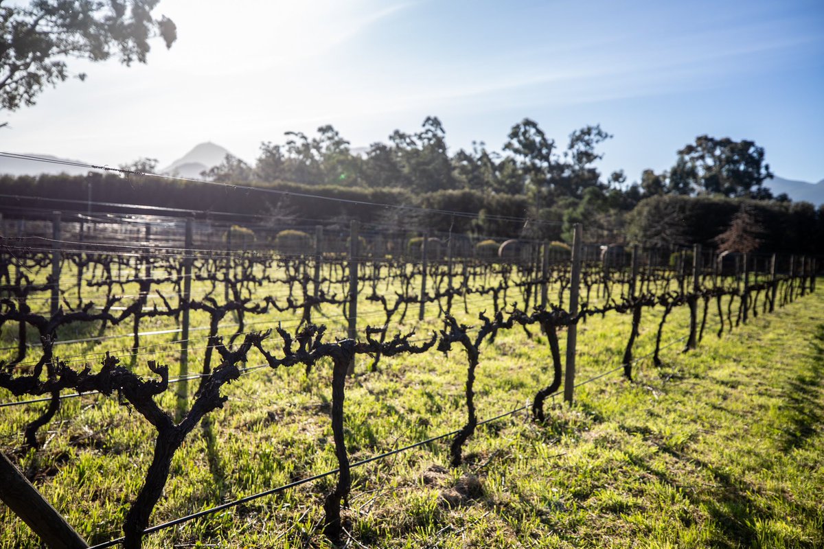 When it comes to making the finest Cape potstill brandy, only the finest grapes are used from the Cape vines. Colombard and Chenin Blanc are the star players for us here 🥃
#AvanteBrandy #DareToGoForward #PotstillBrandy #VSOP #JoinTheTeam #BePartOfTheSquad #SouthAfricanBrandy